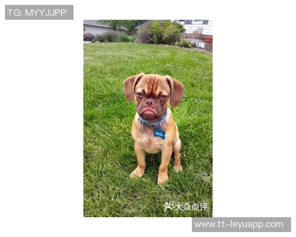 被麦卡甩后一个月他与我的朋友同居还带走了我的狗